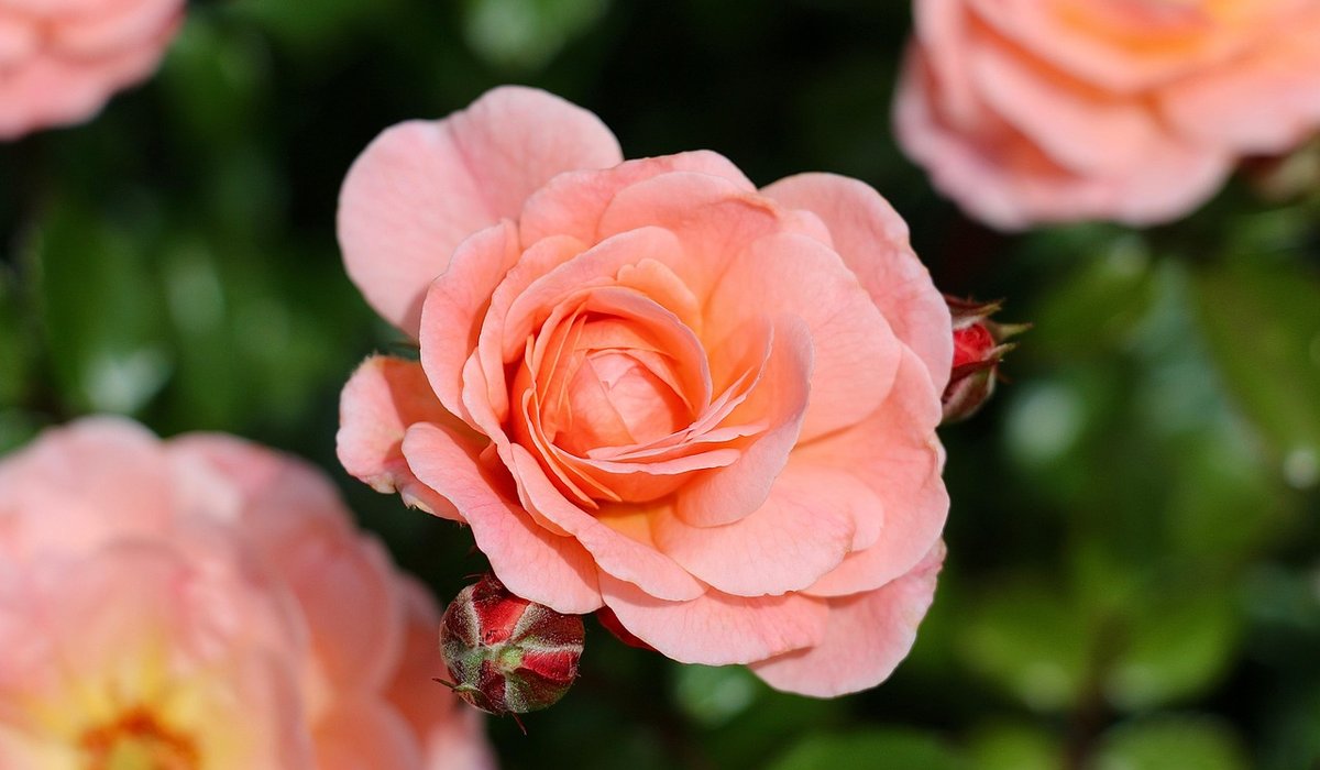 Wildlife-Friendly Planting for Historic Walled Gardens